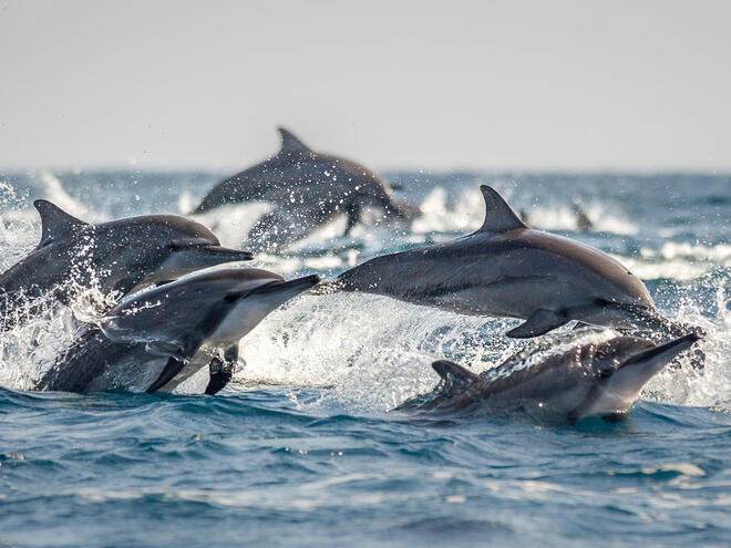 heat killed marine wildlife masse